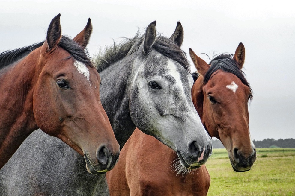 Denuncian caso de maltrato animal en unidades de caballería del Ejército Nacional