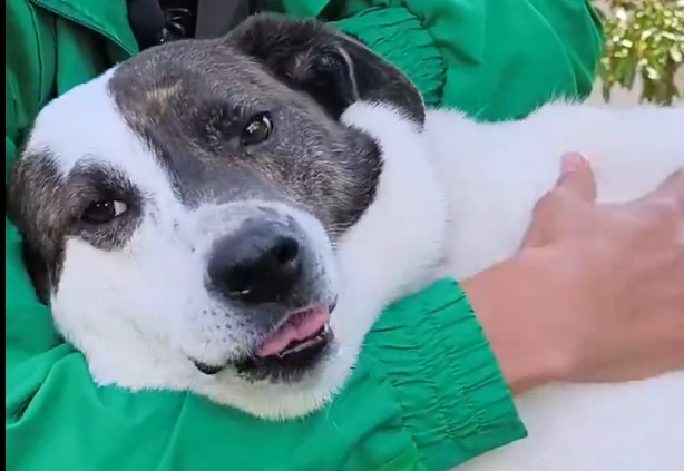 Conozca a Benji, un perro maltratado que nunca dejó de proteger a sus hermanos