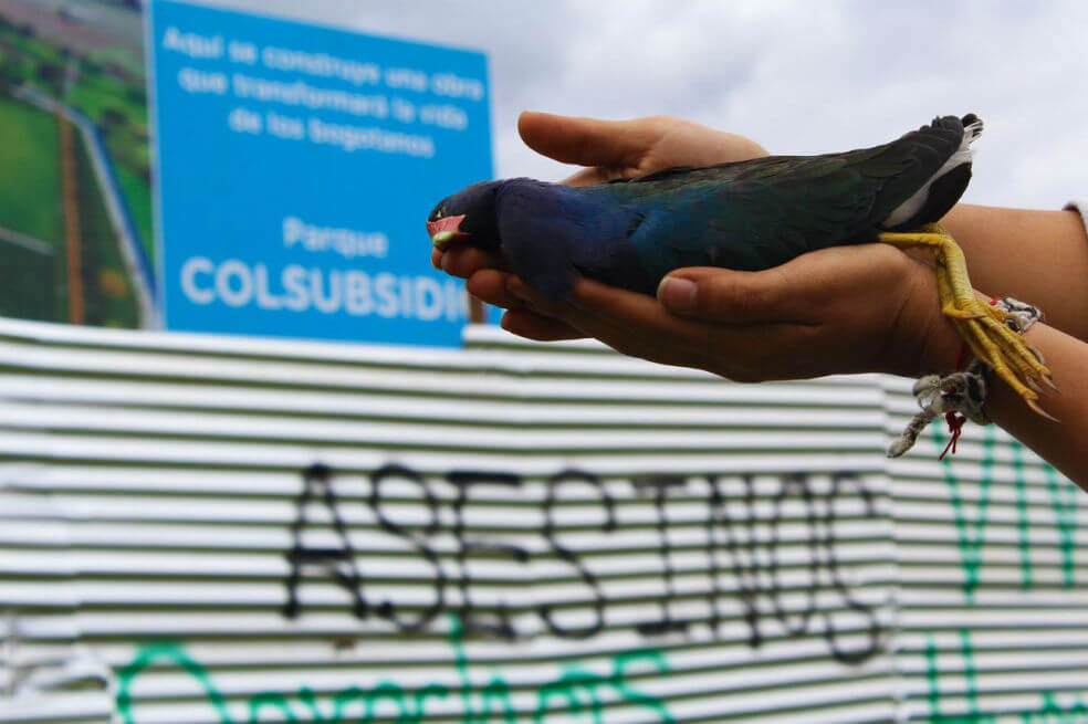 Fotos de animales muertos en humedal Juan Amarillo no son actuales: Distrito