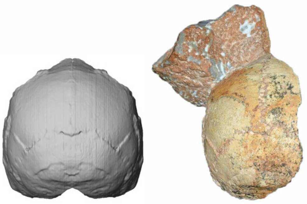 Dos cráneos hallados en Grecia siembran dudas sobre la historia del Homo sapiens
