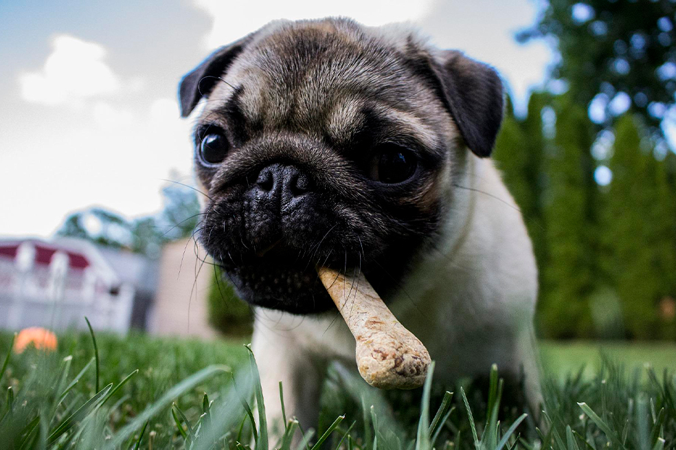 ¡Tu perro puede comer huesos! Esto recomiendan los especialistas