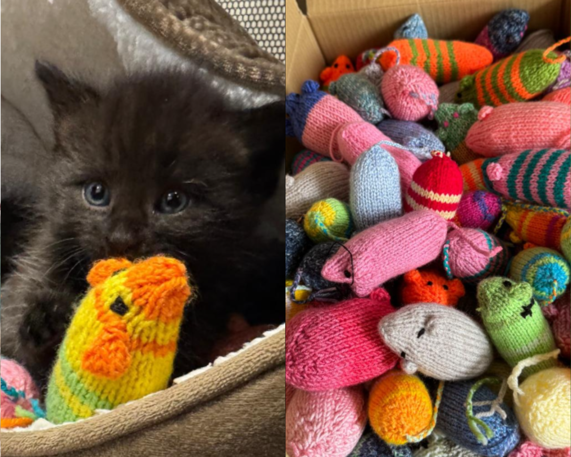 Voluntarios tejieron 46.000 ratones de lana para gatos sin hogar y rompieron récord Guinness
