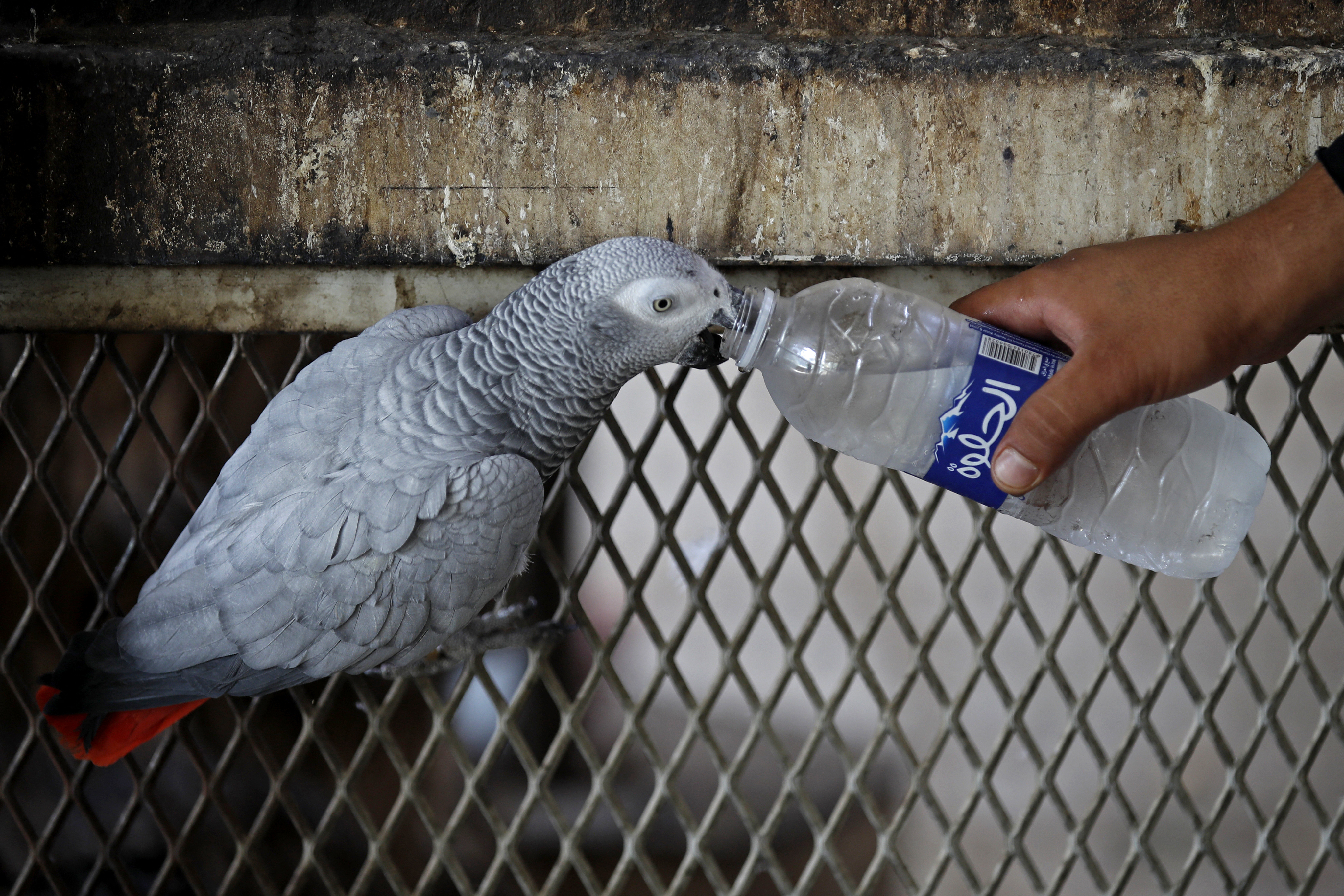 Los animales del zoo de Bagdad viven un verano infernal