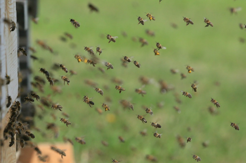 Ataque de abejas en el norte de Cali deja al menos 50 personas lesionadas