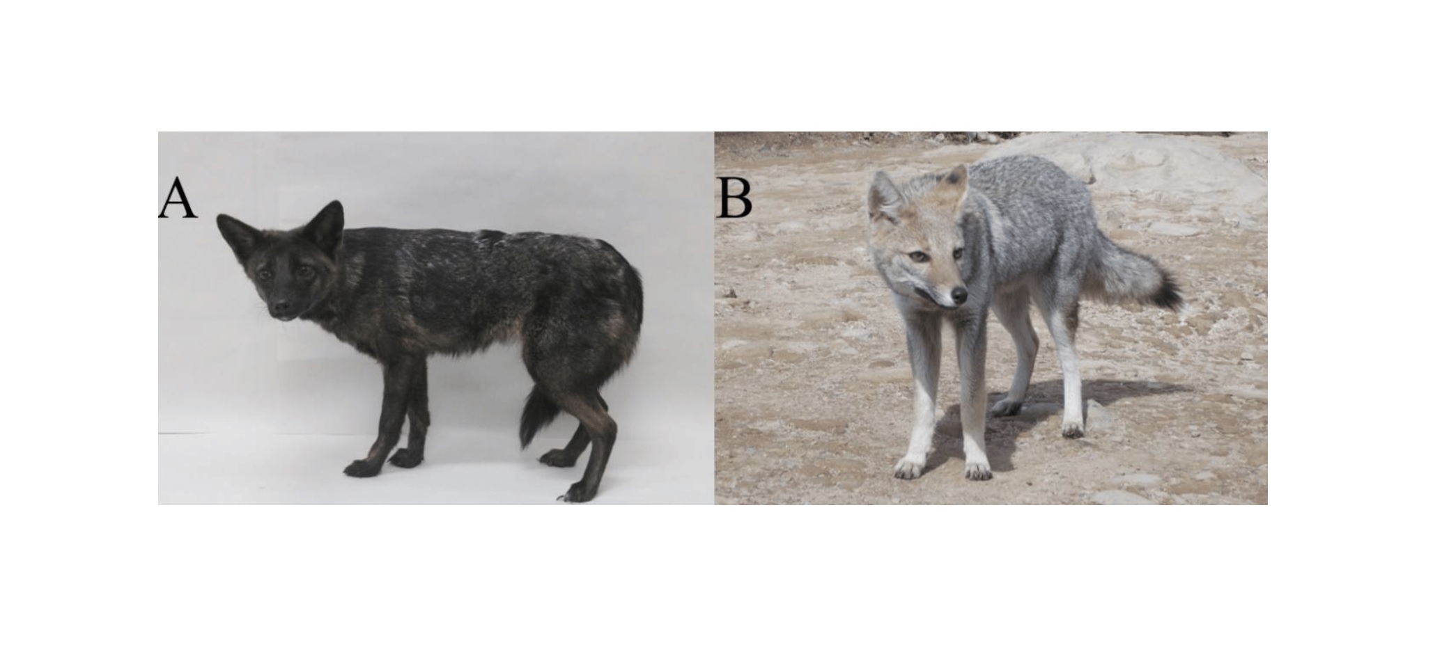 A la izquierda se puede observar el ejemplar hallado, y a la derecha un individuo de la especie "Lycalopex gymnocercus".
