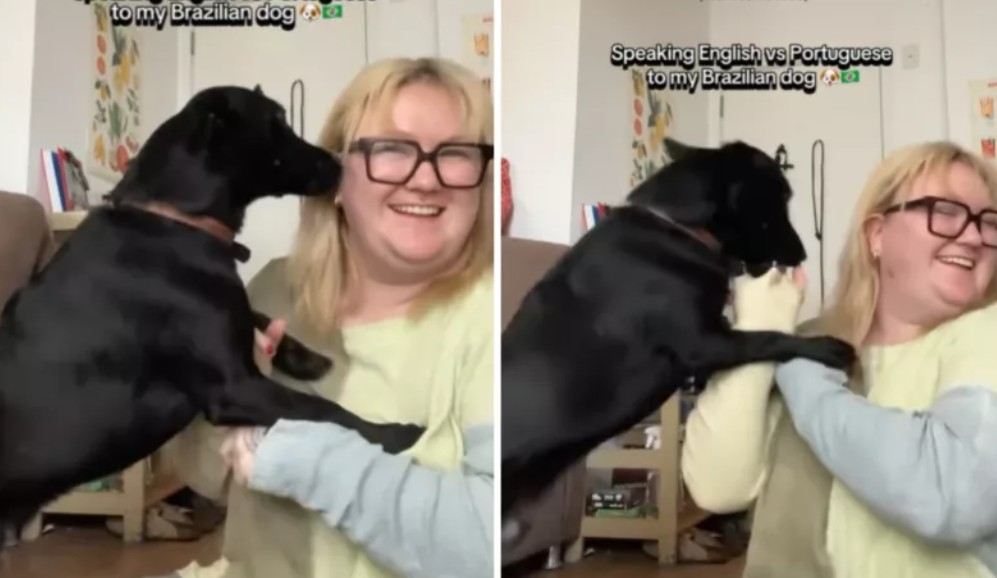 Perro brasileño “enseña” portugués a su nueva dueña estadounidense