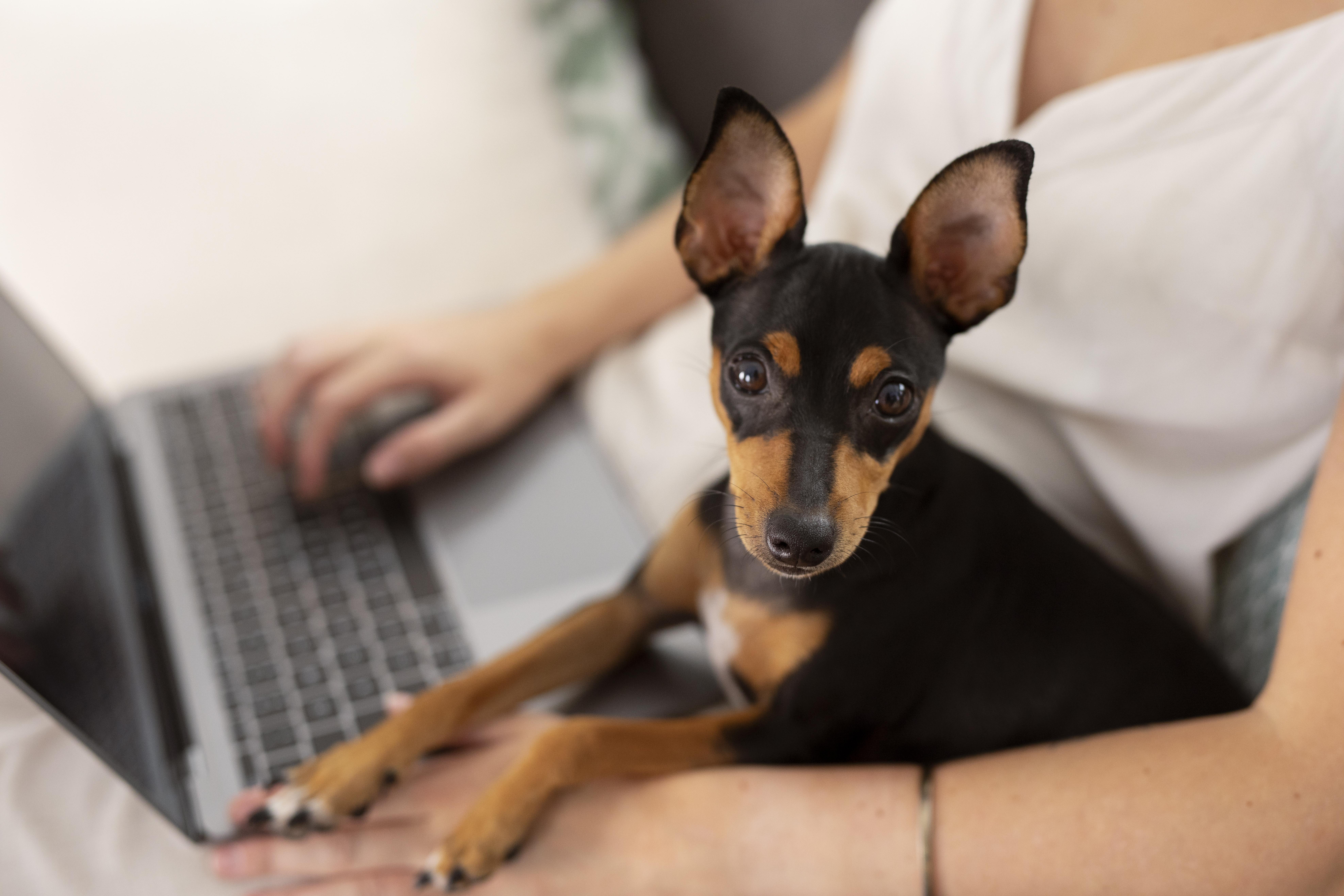 Empresa ofrece licencia laboral por adoptar una mascota: ¿de qué se trata?