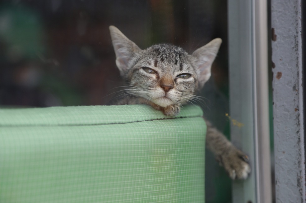 Algunas claves para saber si su gato tiene fiebre