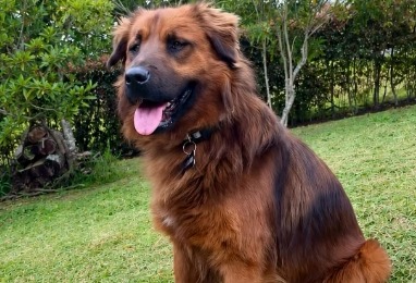 Caramelo se perdió un día después de ser adoptado: lo buscan por varias zonas de Bogotá
