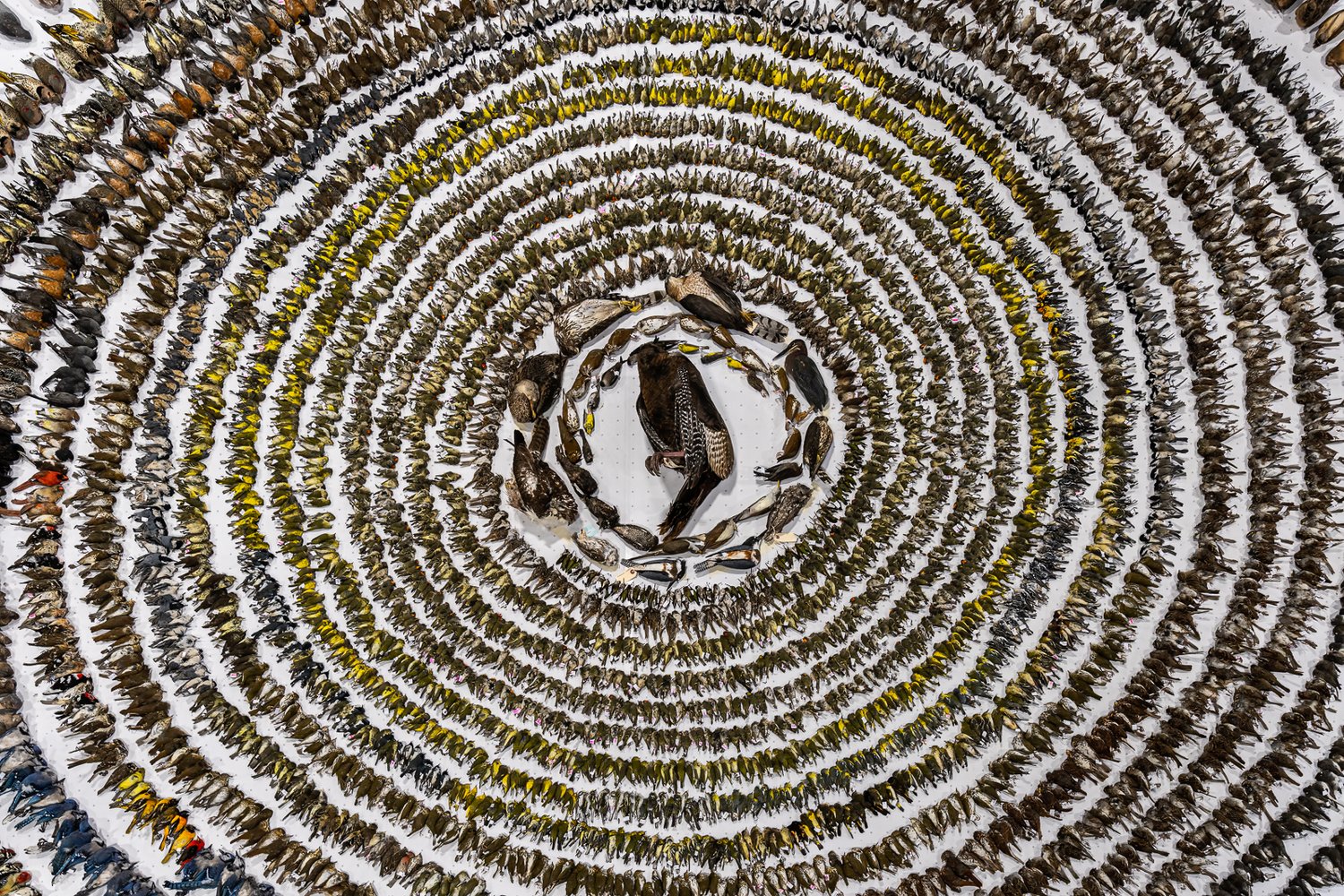 Galería: las sorprendentes imágenes ganadoras de un concurso de fotografía de aves