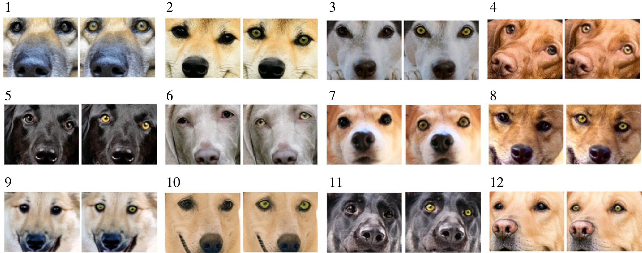 Imagen con perros de ojos claros y ojos oscuros, utilizada por los investigadores. /Tomada del estudio.