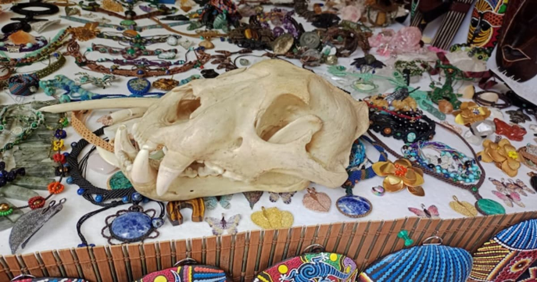 75 partes de animales silvestres son incautadas por las autoridades en Usaquén