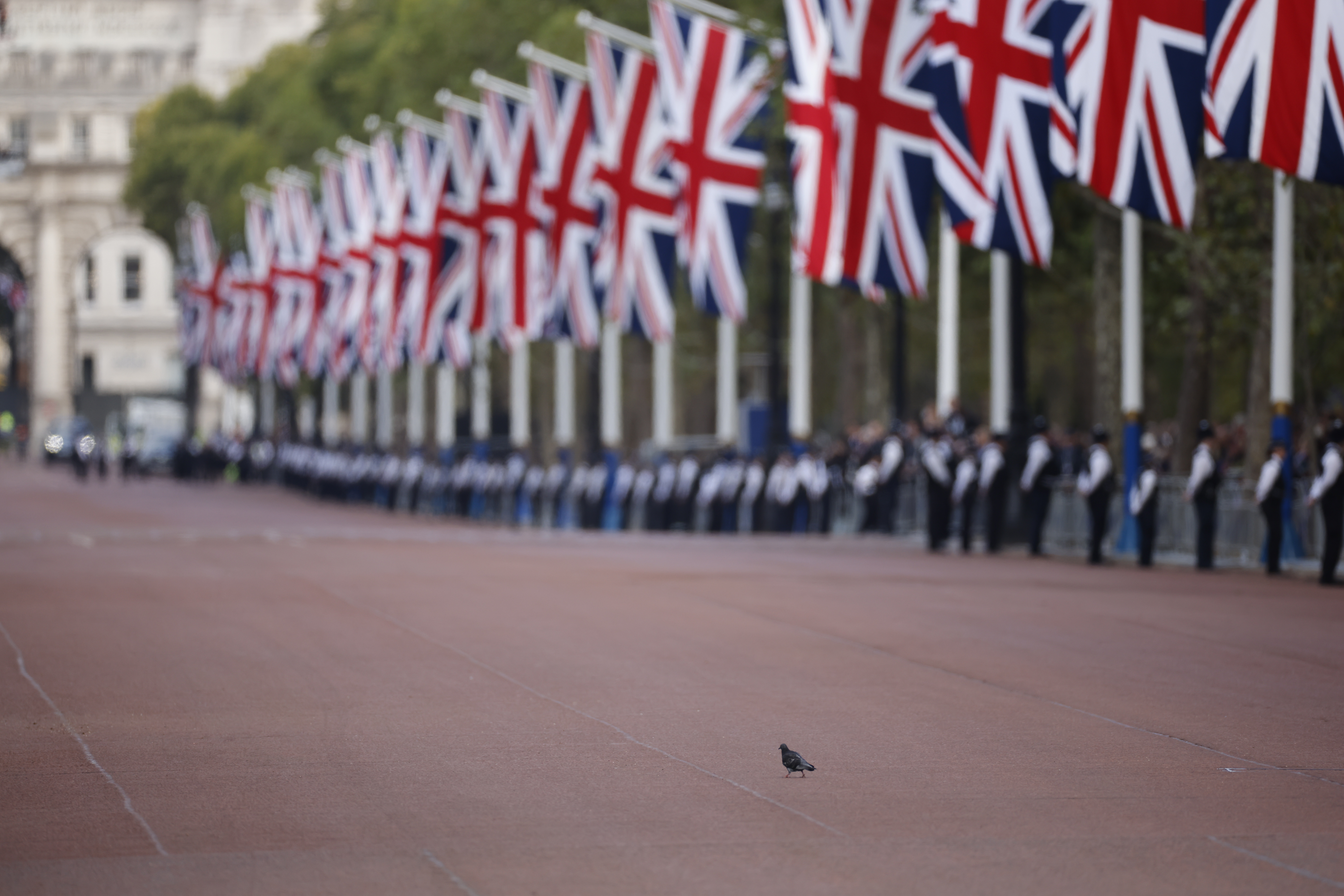 London (United Kingdom), 14/09/2022.- A lone pigeon crosses the Mall ahead of the procession to carry the body of Britain's late Queen Elizabeth II from Buckingham Palace to Westminster Hall, in London, Britain, 14 September 2022. After a short service, the queen'Äôs lying in state will begin, lasting for four days and ending on the morning of the state funeral on the 19 September. (Reino Unido, Londres) EFE/EPA/TOLGA AKMEN
