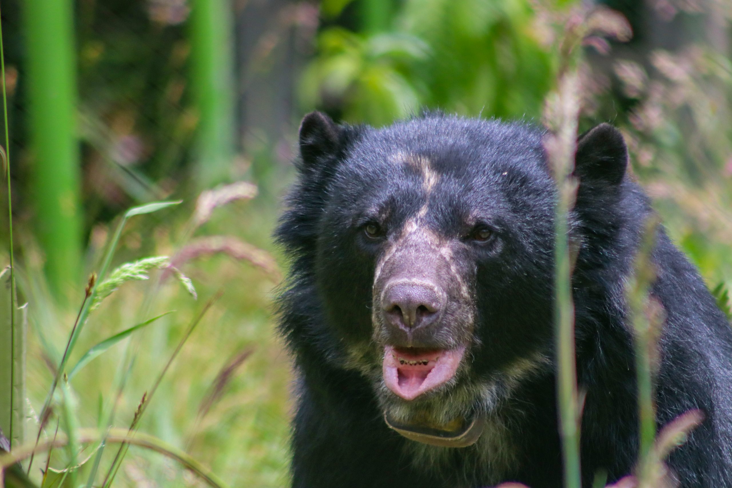 El caso del oso Tamá: razones para frenar la indignación y valorar el esfuerzo por conservar