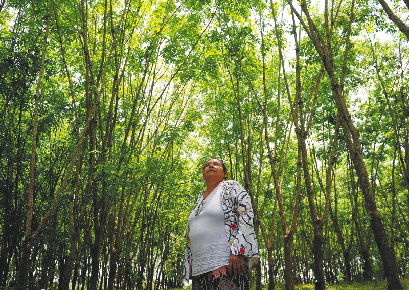 Después de quince años cultivando caucho, María Alquerque certificó su producto como tipo exportación / Nelson Sierra.