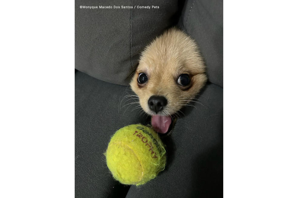 "Hay un escondite debajo del sofá donde a Louis (el perro) le gusta esconderse, ese día le quité la pelota de tenis de "su sitio", se enfadó y sacó la cabeza por el agujero ladrando pidiendo que le devolviera la pelota, fue entonces cuando se convirtió en esta foca enfadada, y decidí registrar el momento", contó la fotógrafa sobre la imagen.