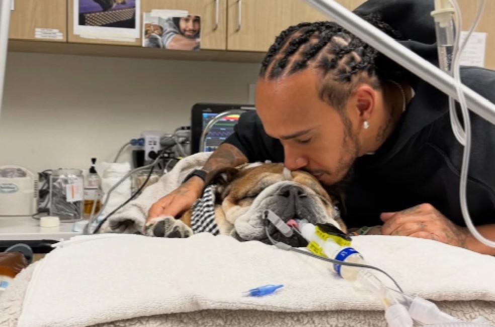 Lewis Hamilton, con lágrimas, pide por Roscoe su perro: “No sabemos si despertará”