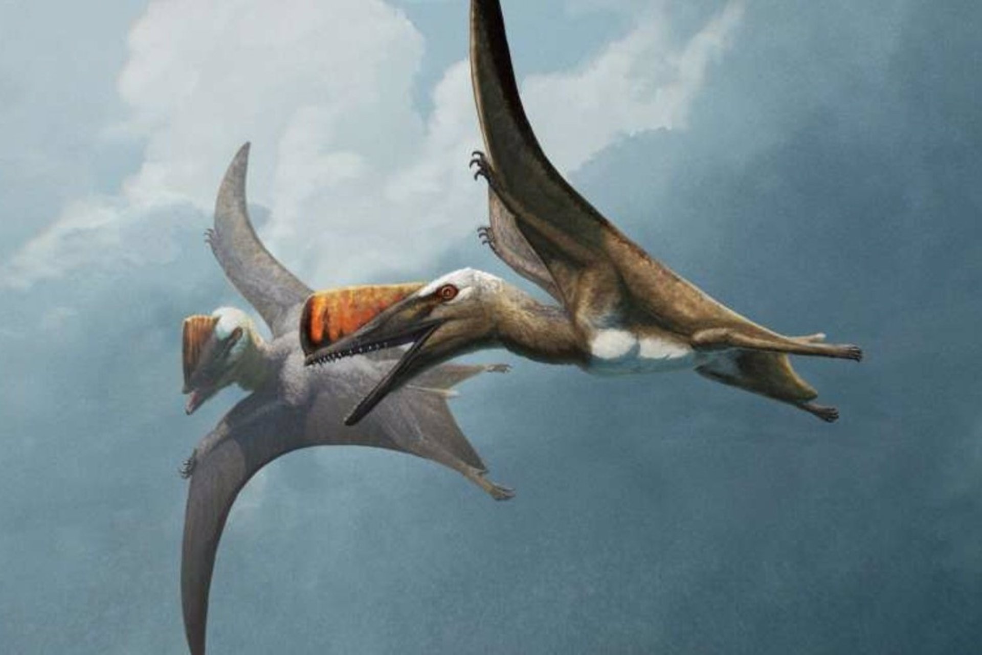 ¿Cómo evolucionaron los reptiles voladores? Un fósil de pterosaurio da nuevas pistas