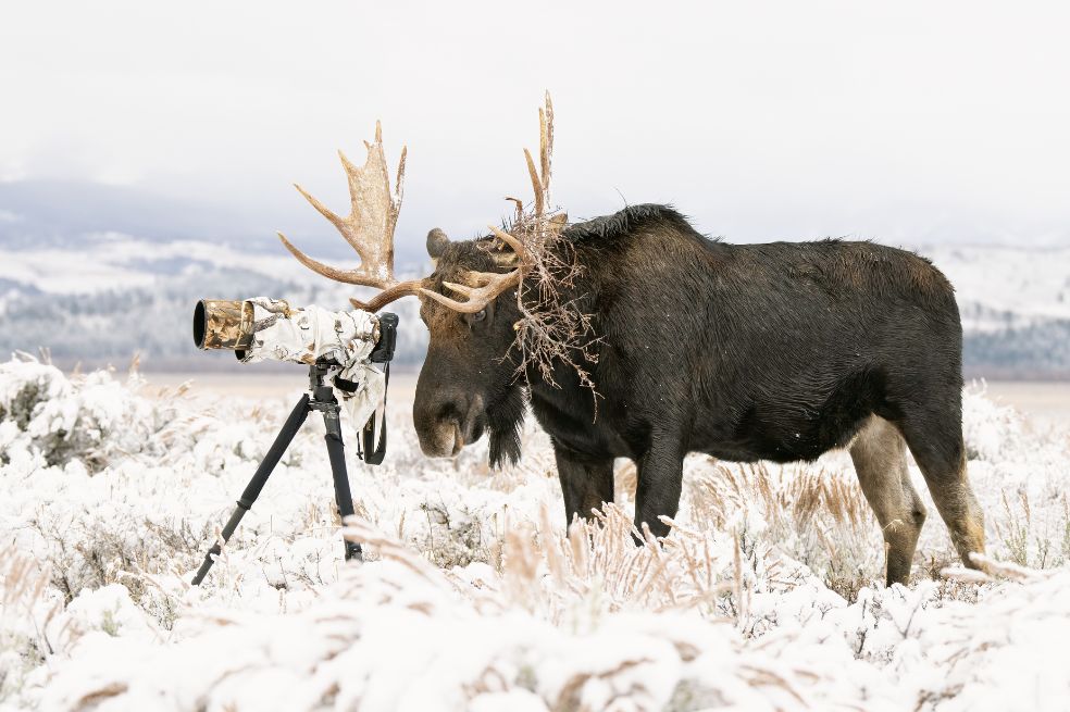 Categoría gente y naturaleza: Deena Sveinsson ganó con esta imagen de un alce macho que estaba en el Parque Nacional Grand Teton, Wyoming (Estados Unidos).
