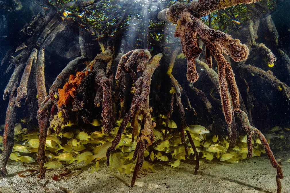 French Grunts: Un banco de peces (Haemulon flavolineatum) utilizan las raíces de los manglares como vivero antes de pasar a los arrecifes de las islas del Caribe.