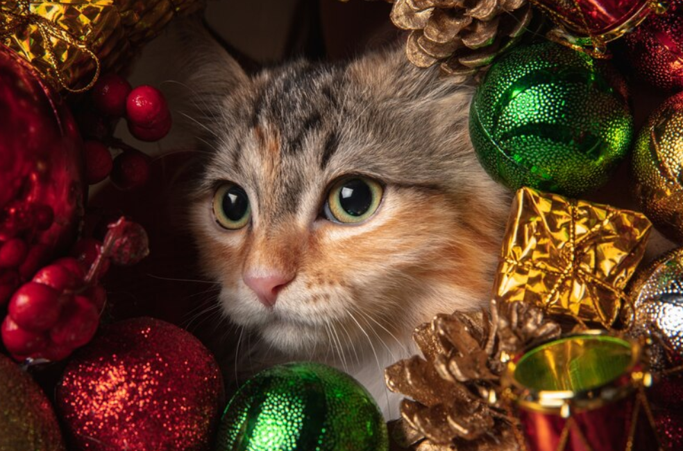 ¿Dónde poner el árbol si tengo gatos?