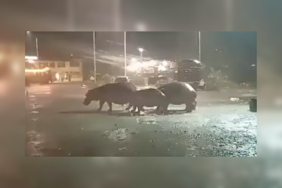 Cuatro hipopótamos deambularon por las calles de Puerto Triunfo, Antioquia