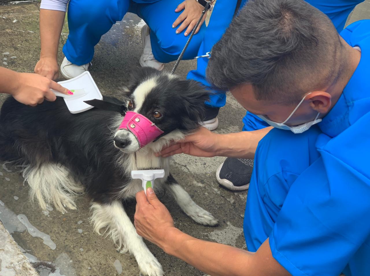 Cerca de 12 profesionales hicieron parte de la actividad y fueron vacunadas un poco más de 30 mascotas.