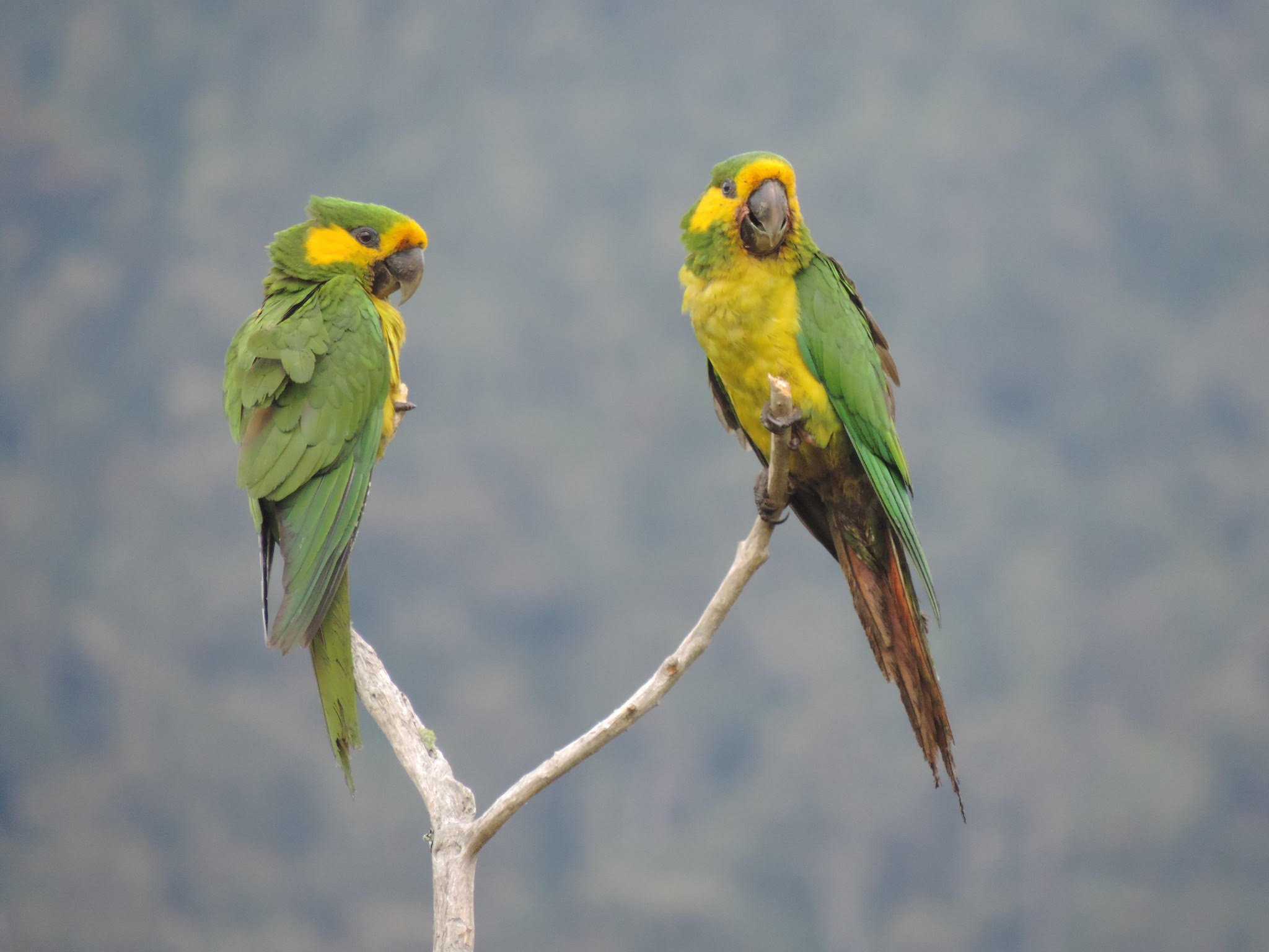 Se encuentra en los bosques andinos húmedos de Colombia, principalmente en los sitios donde crece la palma de cera, que le brinda refugio, nidos y frutos para alimentarse.