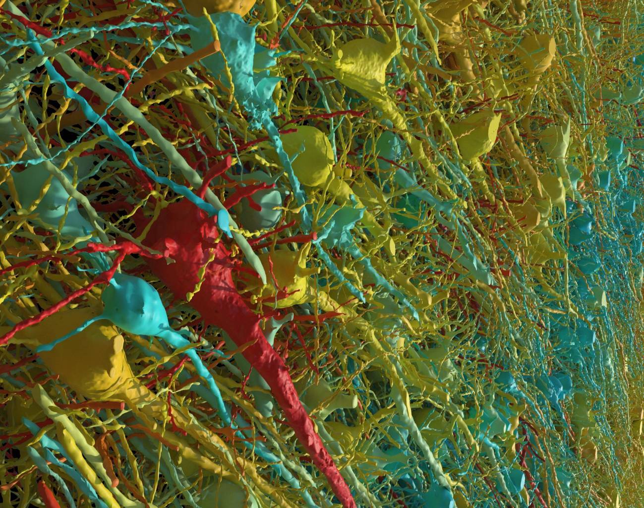 La increíble reconstrucción de un milímetro cúbico de cerebro hecha por Harvard y Google