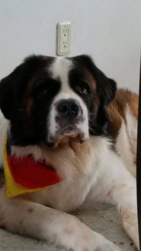 El perrito Gerónimo unió a la familia de Tatiana Gómez, después de acompañarlos durante 11 años.