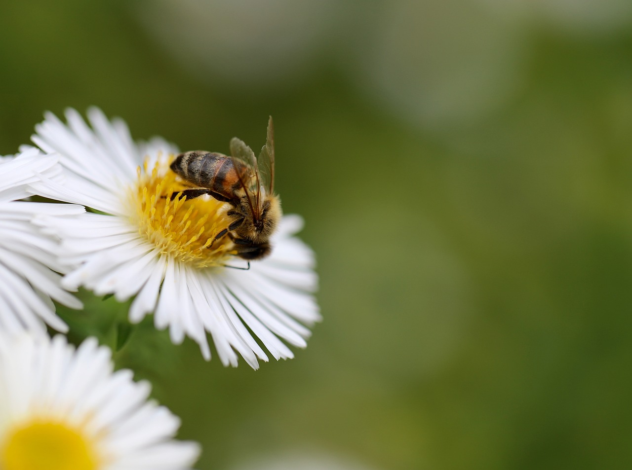 COP16: ¿Por qué la biodiversidad está tan conectada con nuestra salud?