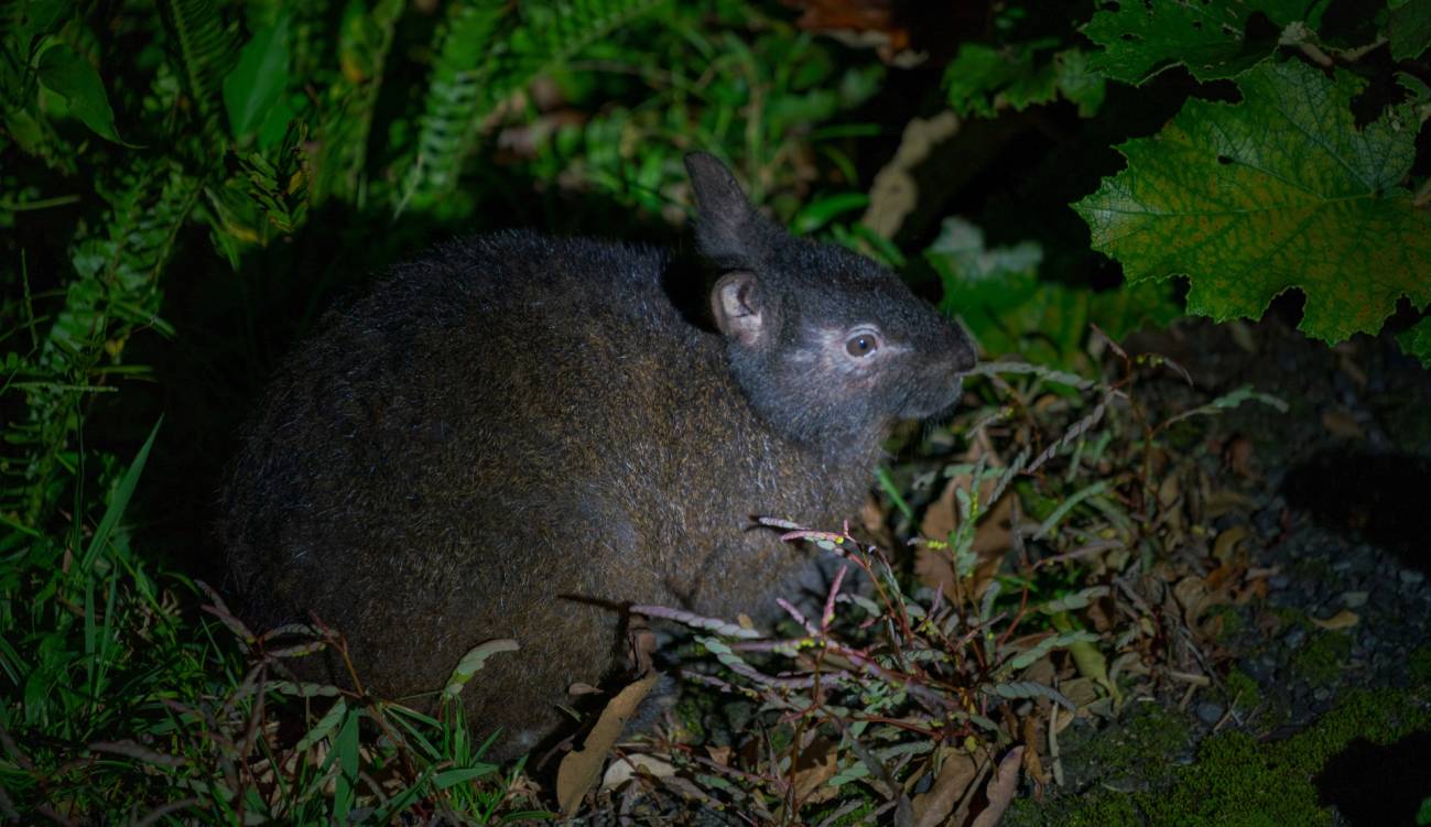 Conejo de Amami, un animal en peligro que protege a otras especies de la extinción