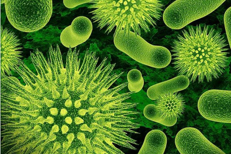 Células «inútiles» serían el arma secreta del cuerpo contra infecciones como el VIH