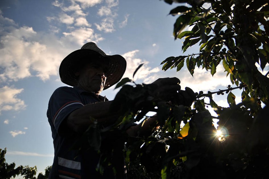 La baja de producción de Brasil en 2014 se reflejó en precios del grano a US$2. / Archivo