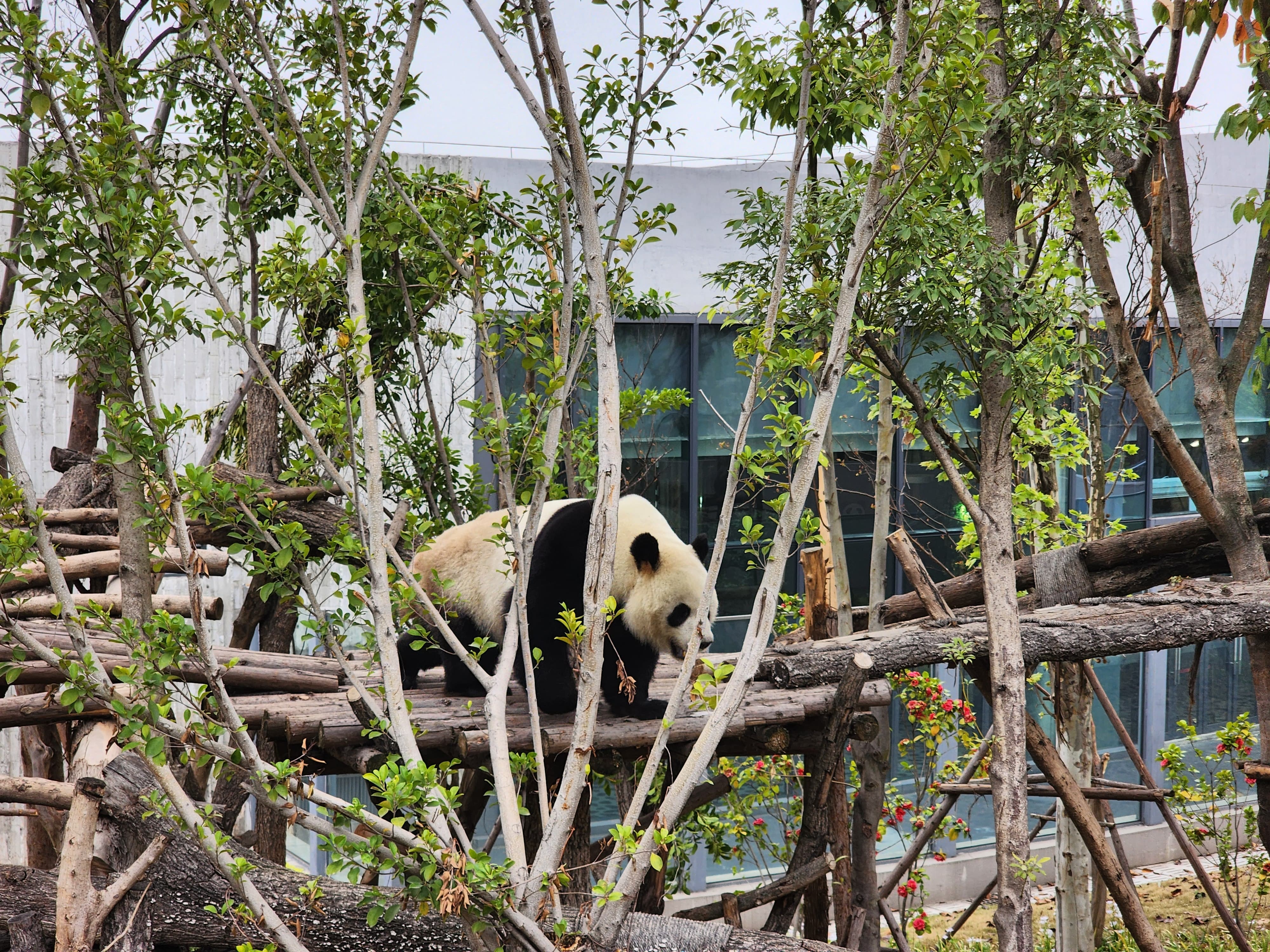 El santuario de los osos panda en China: ¿cómo llegar y cuánto cuesta?
