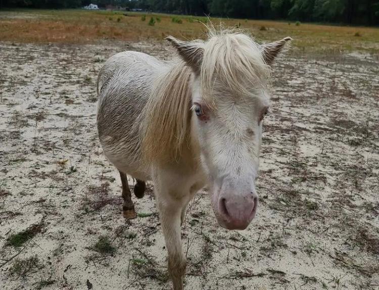 Addie, el caballo bebé que fue rechazado por su madre al nacer