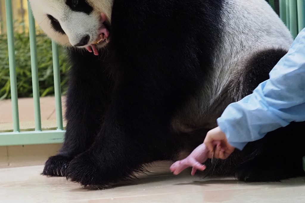 Nacen dos pandas gemelos en un zoológico de Francia