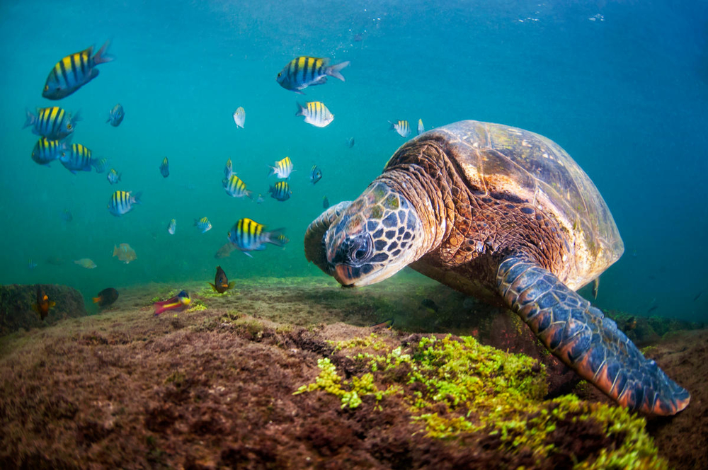 Tortugas