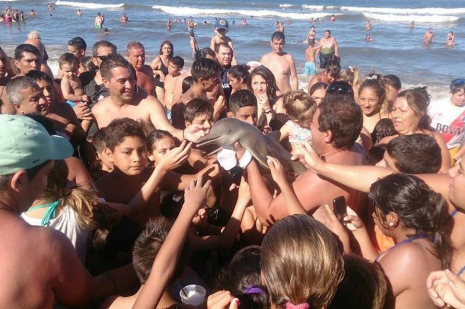 Se están matando a los animales por una “selfi”