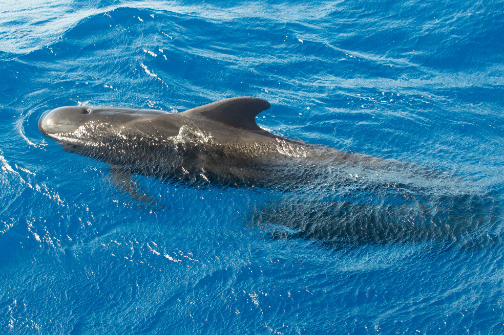 Mueren 145 ballenas luego de quedar varadas en Nueva Zelanda