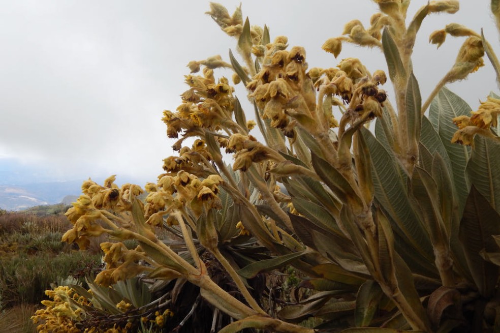 Esta nueva especie, la Espeletia ocetana, es muy similar a Espeletia jaramilloi de la que se distingue fácilmente por sus tallos altos, hojas más anchas con una relación longitud - ancho de la hoja más pequeña y la flor con una estructura diferenciada.