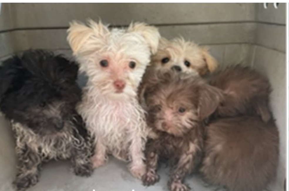 Rescate en las playas de Florida: seis cachorros iban a ser vendidos ilegalmente