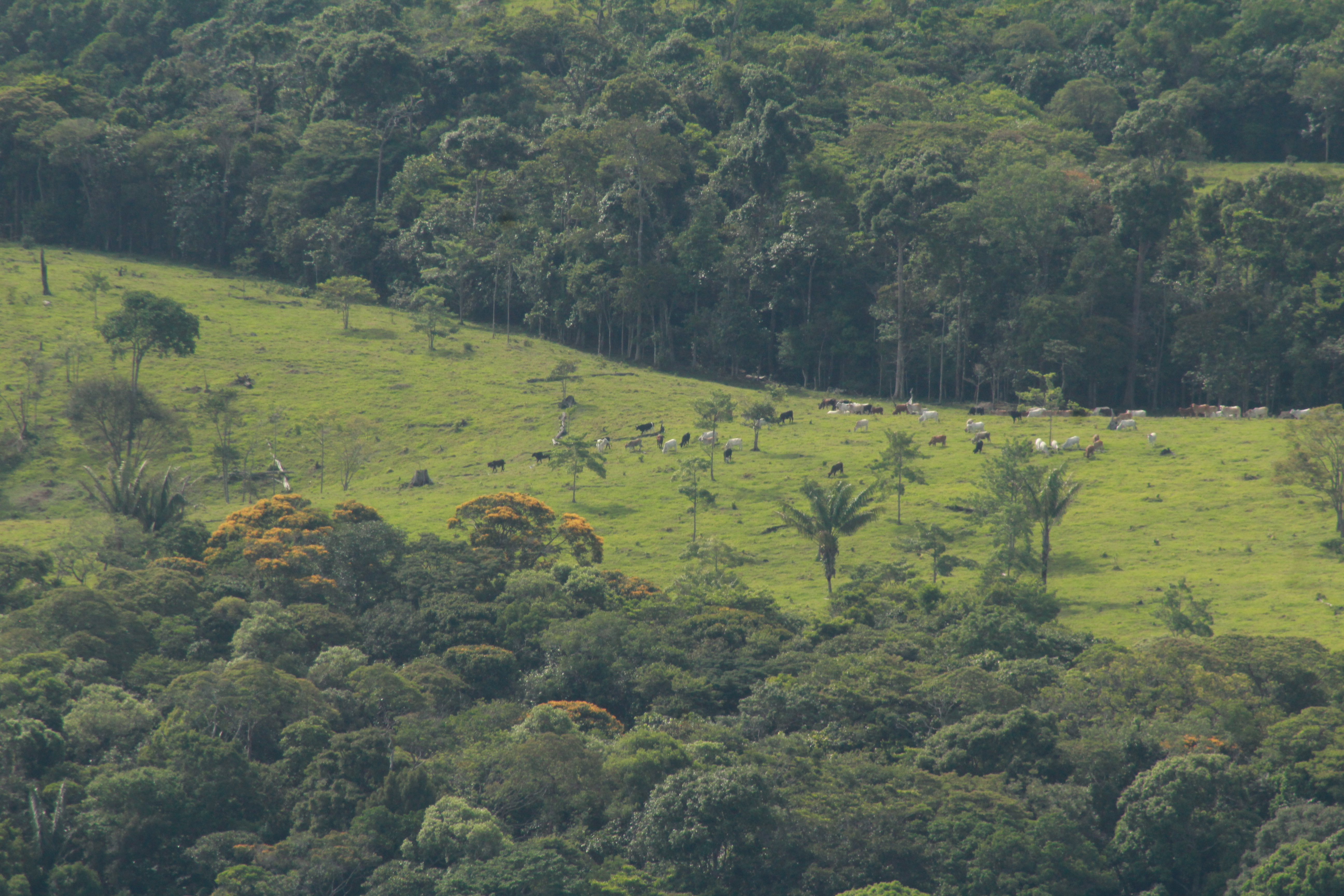 Solo falta la firma del presidente: Colombia aprueba ley para conocer el origen de la carne