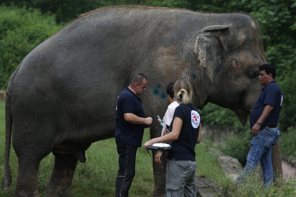 El elefante lleva cerca de 35 años viviendo en el zoológico de Marghazar de Pakistán.