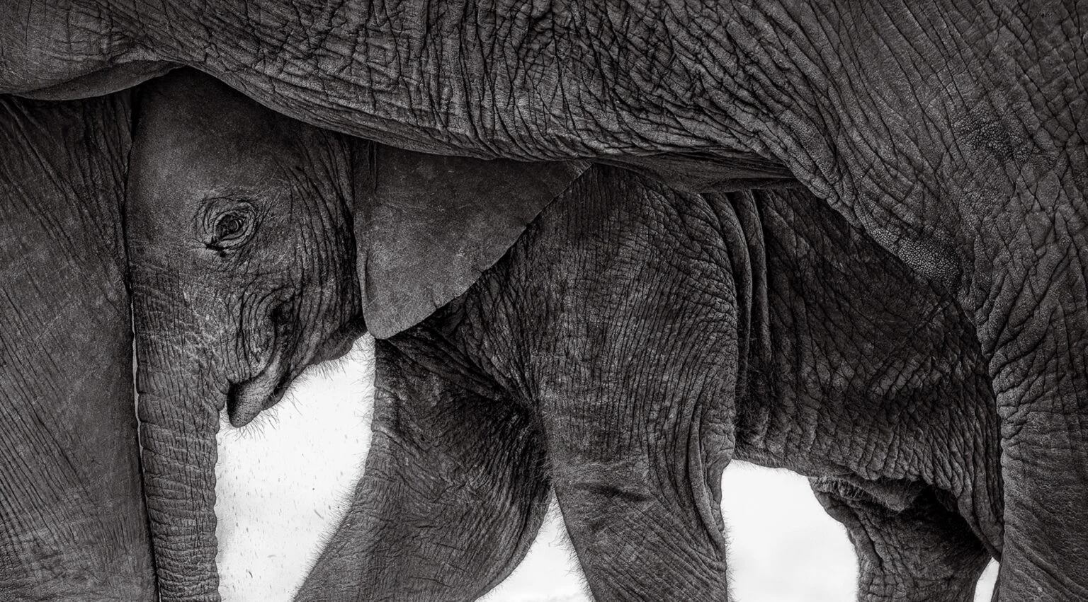 En el Parque Nacional de Amboseli, en Kenia, una cría de elefante se acurruca junto a su madre para protegerse del sol.