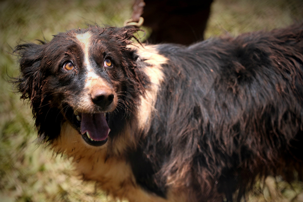 Rescate de perro evidencia situación de animales en desastre minero de Brasil