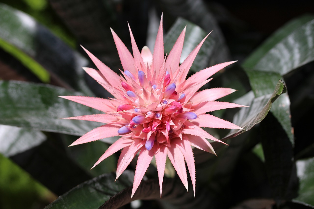 Las bromelias, conocidas por su capacidad de retener agua y crear microhábitats, son esenciales para mantener el equilibrio ecológico en diversos ecosistemas, desde los páramos hasta las selvas tropicales.