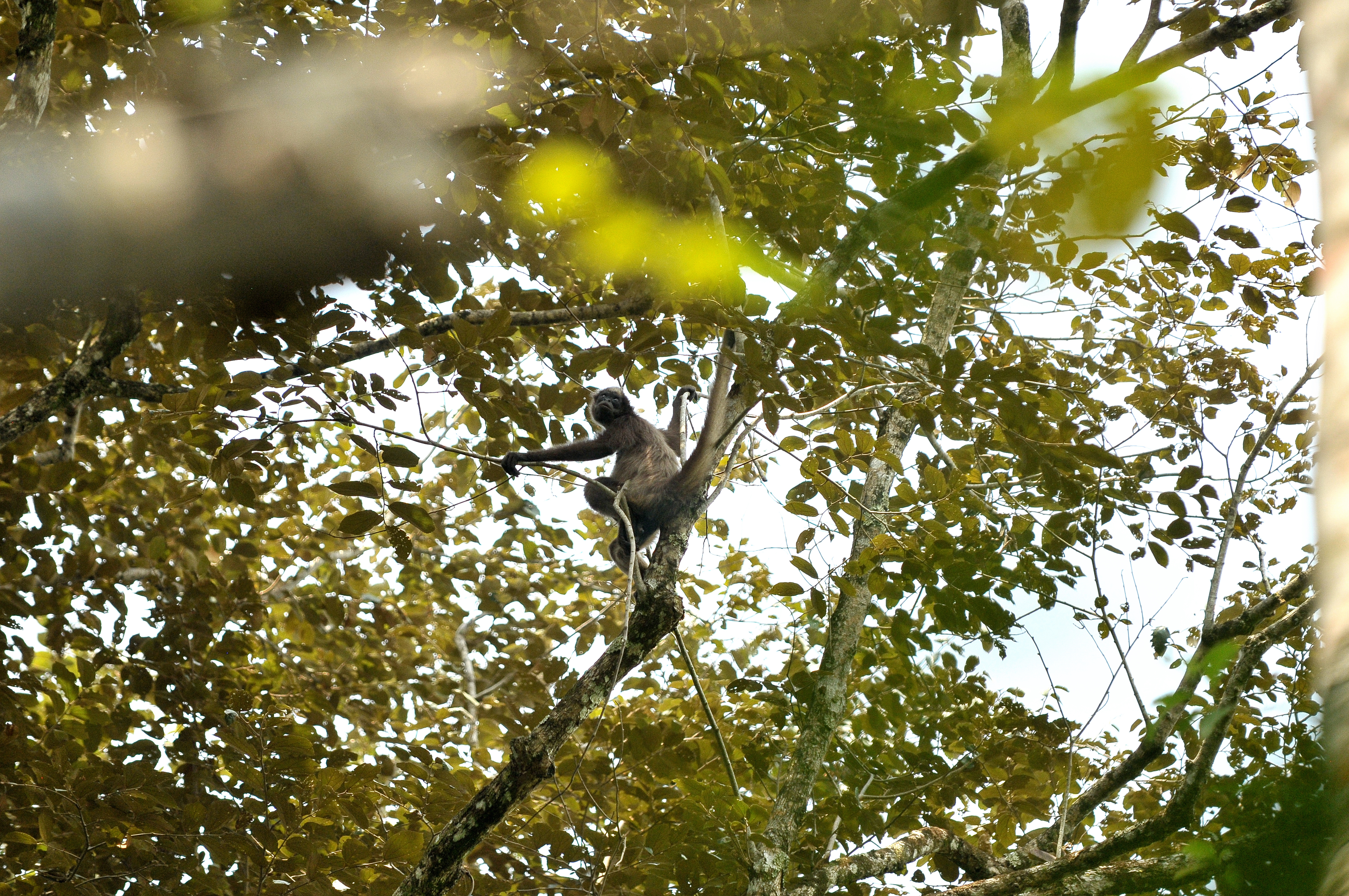 Un primate de Colombia en la lista de los 25 más amenazados a nivel mundial