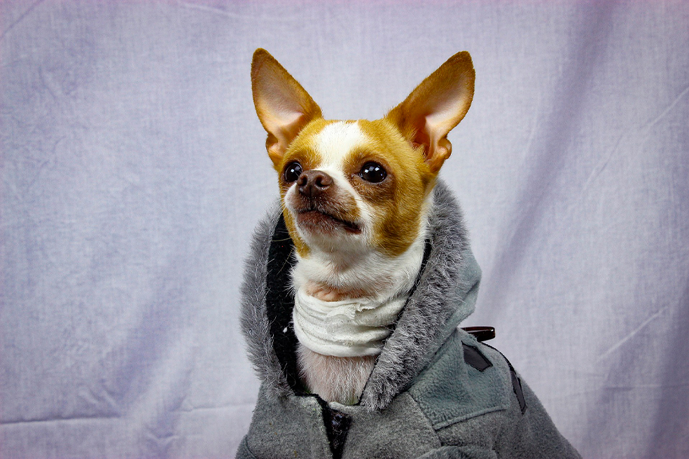 4 cuidados que debes tener con tu perro anciano cuando hace frío