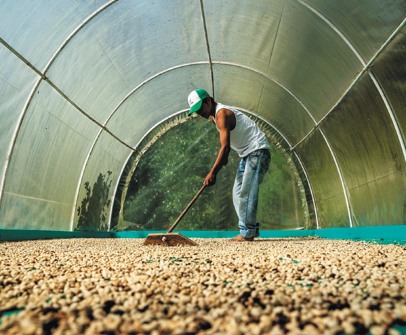 Colombia exportó más sacos de café en julio gracias a mayor producción
